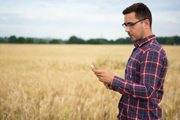 Agricultor segurando telefone e trigo Agrônomo usa software de gerenciamento de dados online