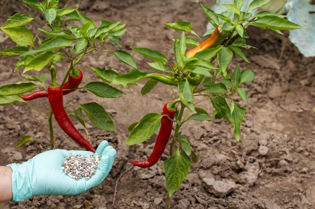 Agricultor segurando uma luva de nitrila segurando fertilizante químico para dá-lo a um arbusto de pimenta malagueta