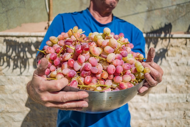 Agricultor, segurando uma tigela de uvas