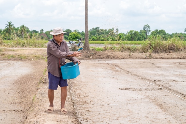 Agricultor sênior asiático semeia sementes de arroz em uma fazenda de arroz