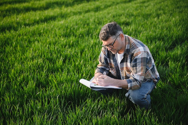 Agricultor senior en campo de trigo y examinando cultivos