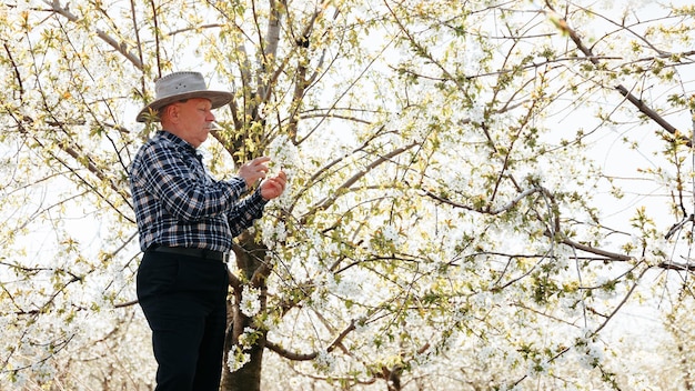 Agricultor senior caucásico trabajando analizando las flores en el árbol frutal en el retrato de la huerta de sen