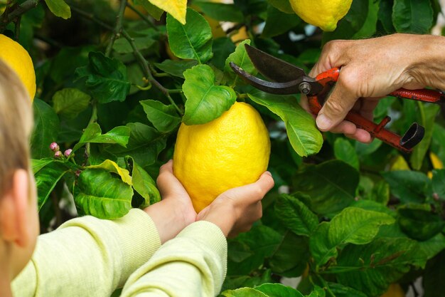 Agricultor sênior com menino colhendo limões da árvore