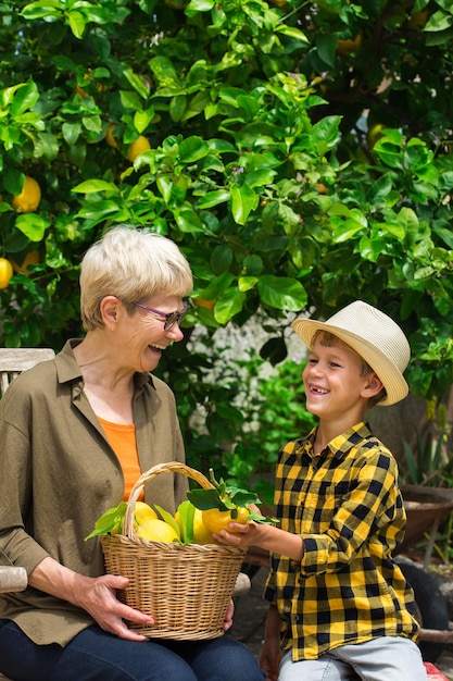 Agricultor sênior, mulher, avó com menino, neto colhendo limões do limoeiro no jardim privado, pomar. Sazonal, verão, outono, caseiro, conceito de hobby.