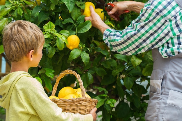 Agricultor senior con niño cosechando limones del árbol