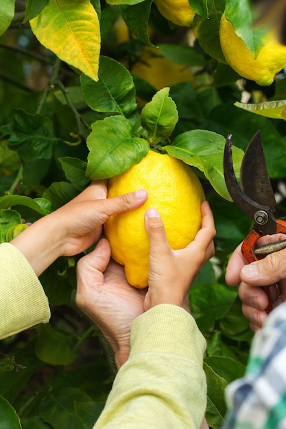 Foto agricultor senior con niño cosechando limones del árbol