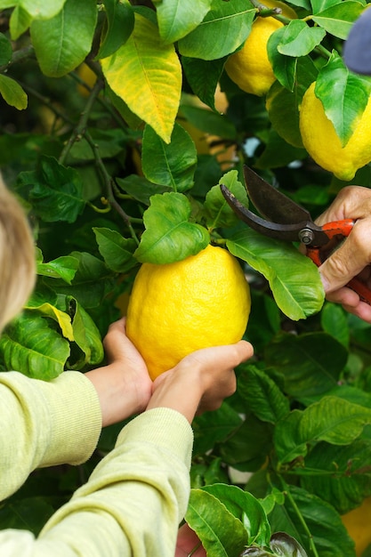 Agricultor senior con niño cosechando limones del árbol