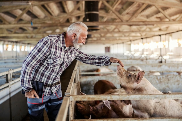 Un agricultor senior de pie junto a un corral de cerdos y acariciando cerdos Ganadería y agricultura