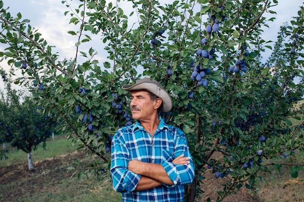 Agricultor senior preocupado de pie en el huerto de ciruelas