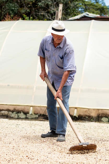 Agricultor sênior secando café ao sol. Idosos no trabalho espalhando café no pátio da indústria de café