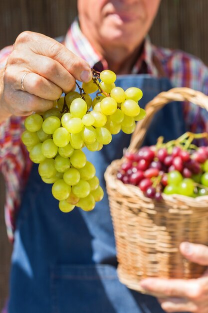 Agricultor sênior segurando colheita de uvas orgânicas