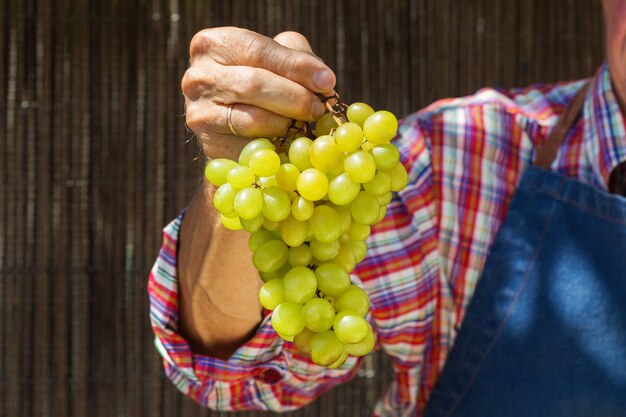 Agricultor sênior segurando colheita de uvas orgânicas