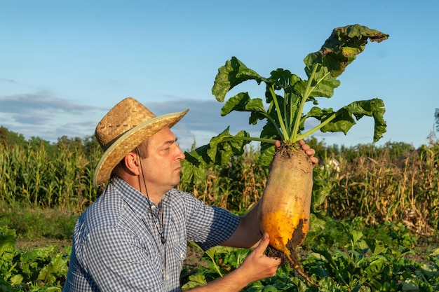 Agricultor sênior tem grande beterraba na mão na horta