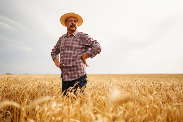 Agricultor en el sombrero en un campo de trigo control de cultivo Agricultura jardinería o concepto de ecología