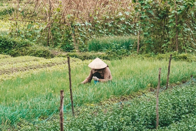 Agricultor con sombrero vietnamita tradicional en el campo en Vietnam Trabajador haciendo trabajo agrícola en la planta La vida de un hombre o una mujer en la plantación Recogiendo plantas verdes