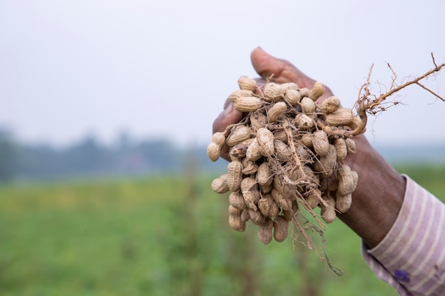 Agricultor sosteniendo la cosecha de maní en el campo