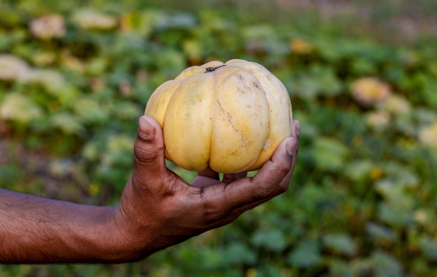 Un agricultor sosteniendo un melón amarillo maduro a mano dentro de una granja agrícola