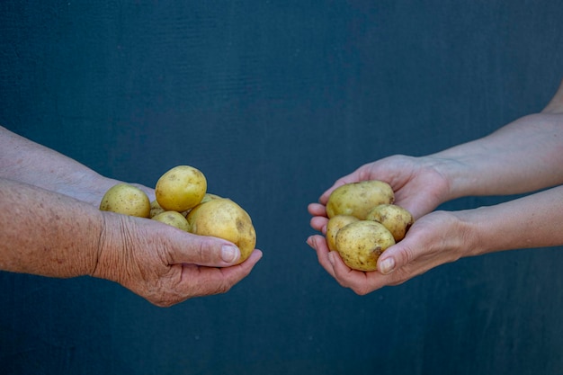 Agricultor sosteniendo en sus manos la cosecha de patatas Hortalizas orgánicas Agricultura