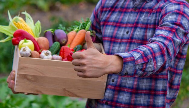 El agricultor sostiene una caja de vegetales recién recogidos Naturaleza