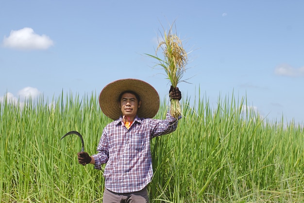 Un agricultor sostiene una hoz cosechando campos de arroz en un día soleado.