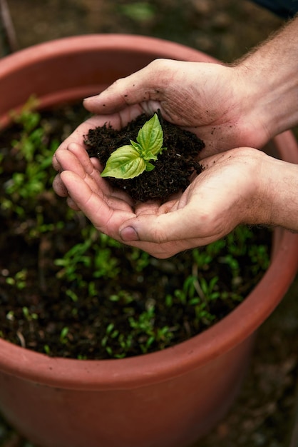 Un agricultor sostiene una plántula de árbol en su mano para plantar en la huerta La planta de plántula brota en el suelo Concepto agricultura agricultura