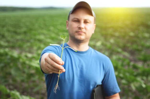 Un agricultor sostiene plántulas de girasol en sus manos enfoque selectivo