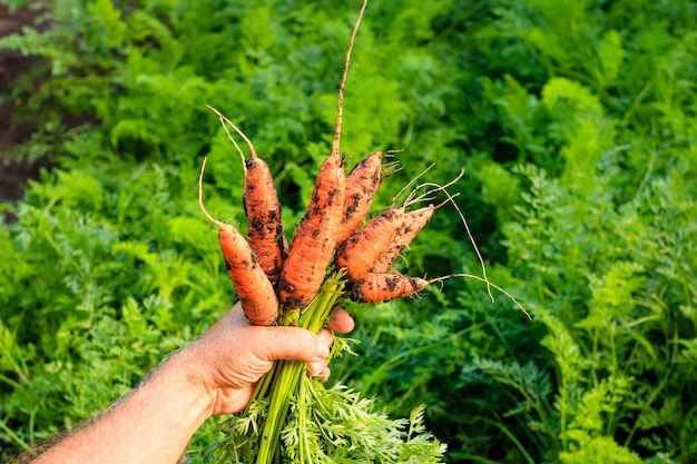 El agricultor sostiene en su mano una zanahoria ya cosechada del jardín Zanahorias recién recolectadas