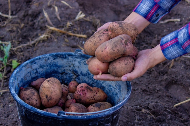 Un agricultor sostiene en sus manos una cosecha de papa recién cosechada