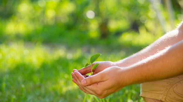 el agricultor sostiene la tierra con un brote joven en sus palmas