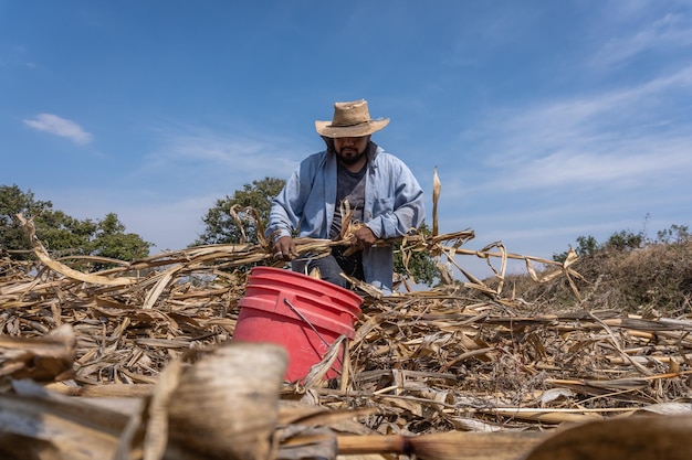 Agricultor con su pequeña plantación de maíz hispano en ropa informal de pie en el campo