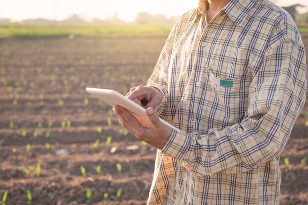 Agricultor con tableta digital en un campo de maíz