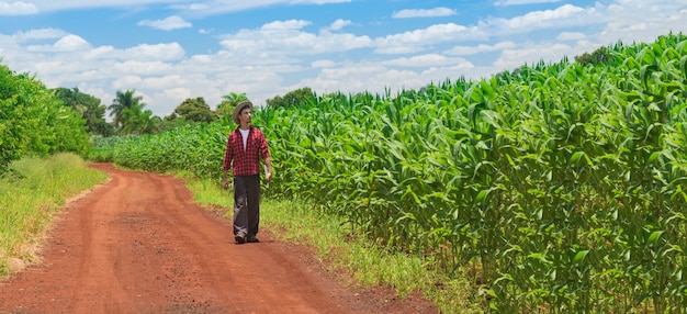 Agricultor con tableta digital en plantaciones de campo de maíz cultivado