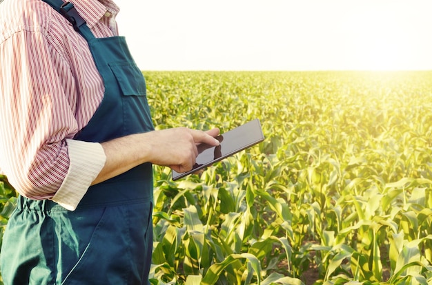 Agricultor con tableta inspeccionando el campo de maíz