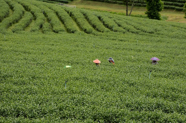 Agricultor tailandés y cultivo de plantadores cosechando árboles de plantas de té de hojas en un parque de jardín de tierras de cultivo en la montaña