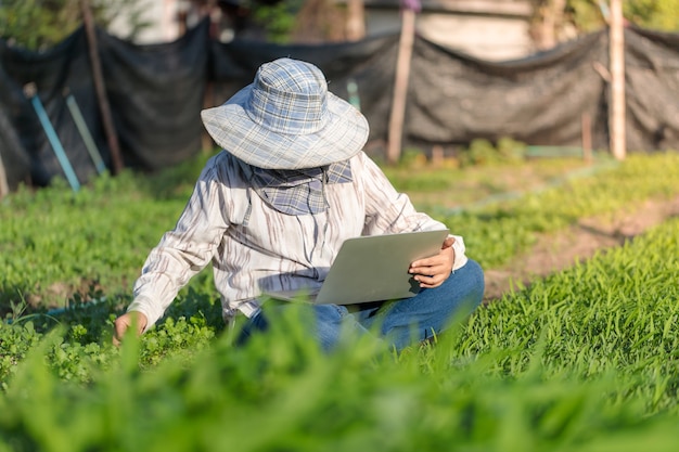 Agricultor tailandês está usando um laptop em uma fazenda de vegetais frescos de ipomeia