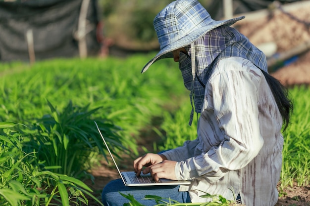 Agricultor tailandês está usando um laptop em uma fazenda de vegetais frescos de ipomeia