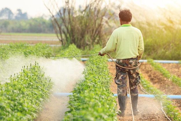 Agricultor tailandês local ou jardineiro pulverização química