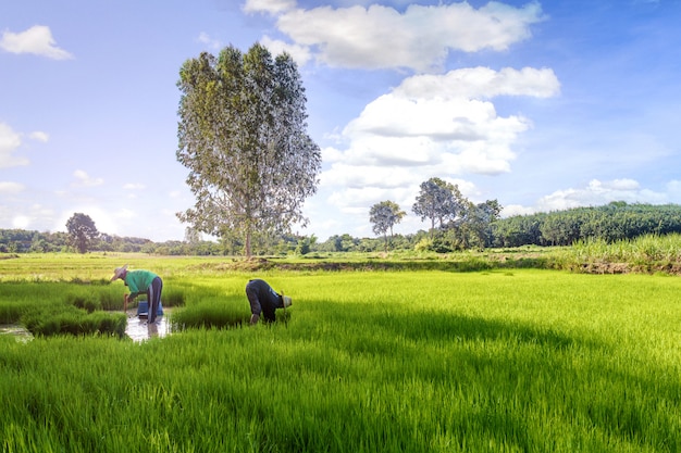 Foto agricultor tailandês na época da colheita no campo de arroz