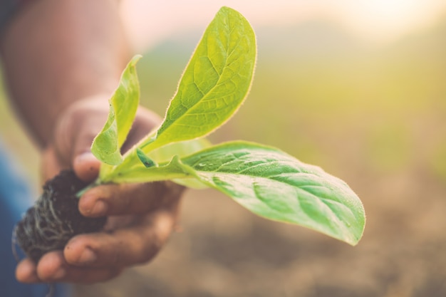 Agricultor tailandês plantando a planta de tabaco verde