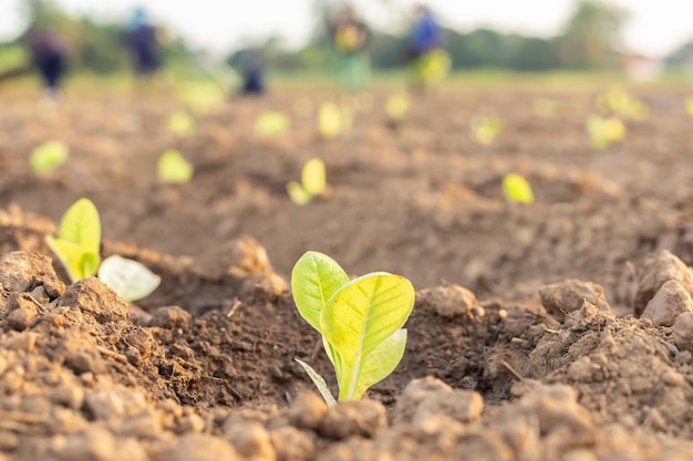 Agricultor tailandés plantando jóvenes de tabaco verde en el campo al norte de TailandiaxA