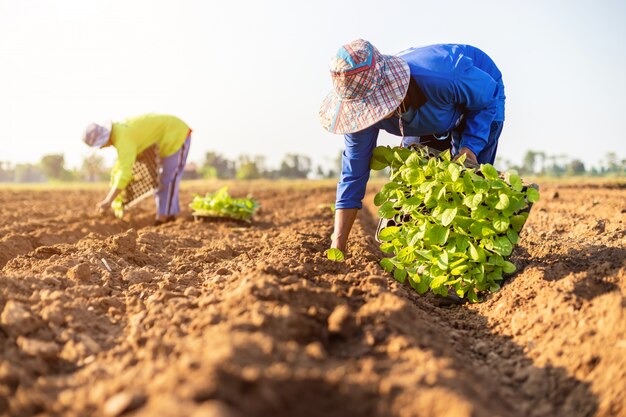 Agricultor tailandés plantando tabaco verde en el campo