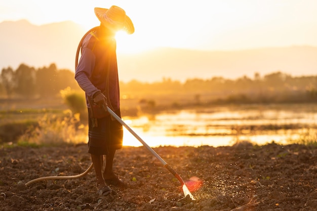 Agricultor tailandês trabalhando no campo e regando plantas jovens na hora do pôr do sol