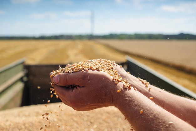 Agricultor tem grão de trigo nas mãos