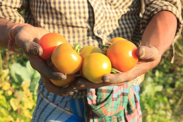 Foto agricultor tem tomates na mão