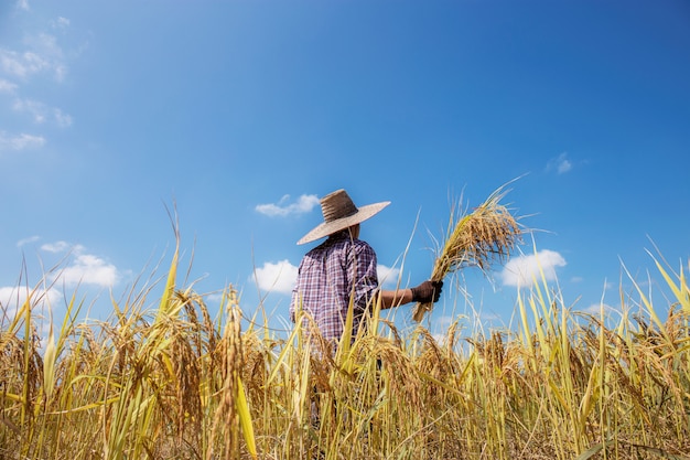 El agricultor de la temporada de cosecha retrocede en el campo a la luz del sol.