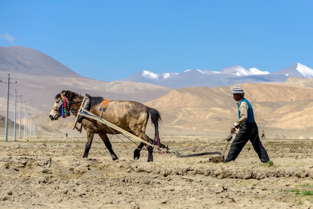 Agricultor tibetano arar pelo cavalo de tração nas terras agrícolas no Tibete