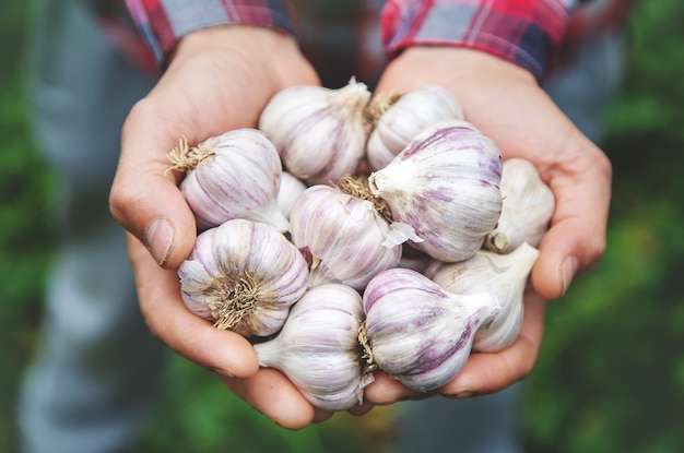 Un agricultor tiene una cosecha de ajo en sus manos. Enfoque selectivo. naturaleza.