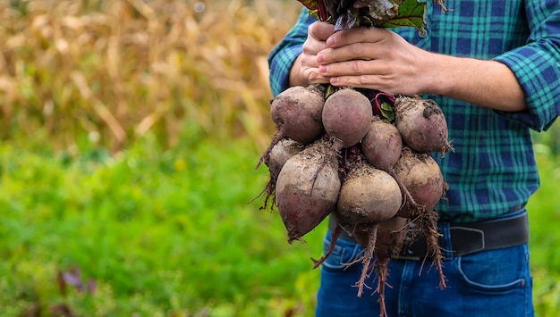 Un agricultor tiene una cosecha de remolacha en sus manos. Enfoque selectivo. Comida.