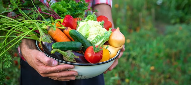 Un agricultor tiene una cosecha de verduras en sus manos