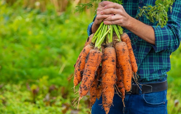 Un agricultor tiene una cosecha de zanahorias en sus manos. Enfoque selectivo. Comida.